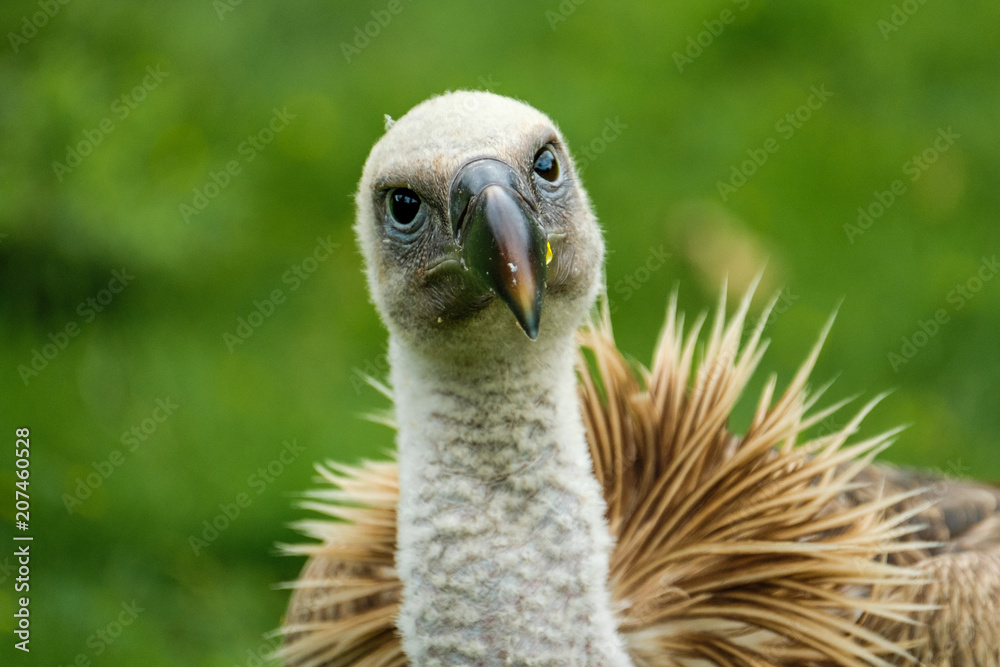 Ruppell's Griffon vulture looks very surprised Ruppell's Griffon vulture looks very surprised