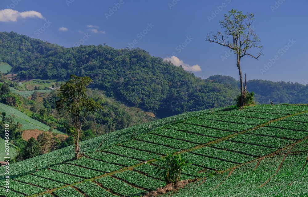 Mountains in Chiang Mai, Thailand - January 18, 2017: Two trees among fields in the mountains of Chiang Mai, Thailand