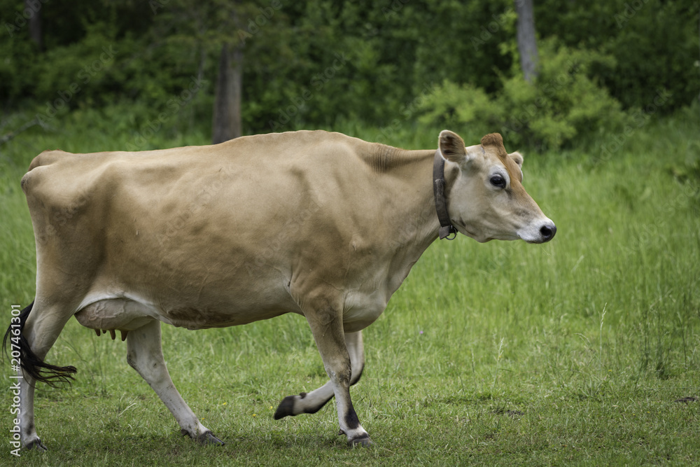 Pedigree Jersey Cow Trotting Back to Byre Pedigree Jersey Cow Trotting Back to Byre