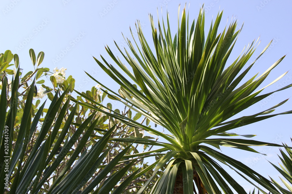 Palms Palms