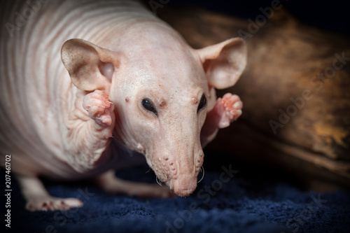 Hairless rat shows her beautiful nails
