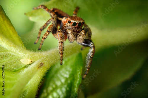 Jumping spider and the little aphis on the nice green leaf