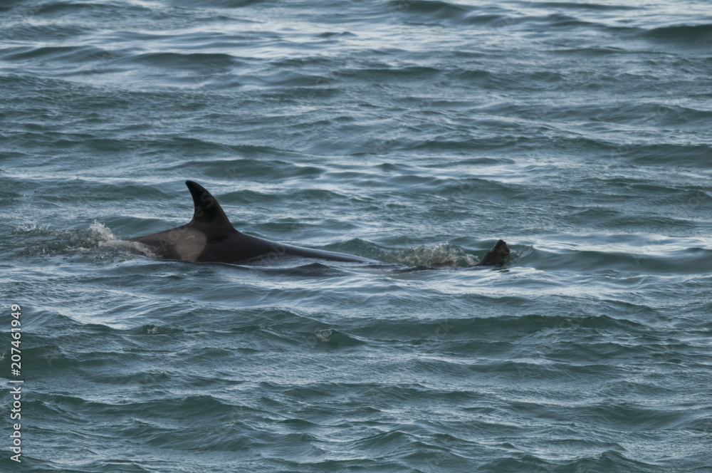 Fototapeta premium Orca attacking sea lions, Patagonia Argentina