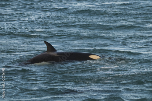 Orca attacking sea lions, Patagonia Argentina © foto4440