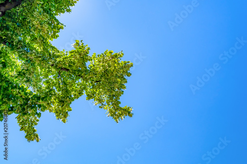 Green Tree Top Seen From Below With Blue Sky