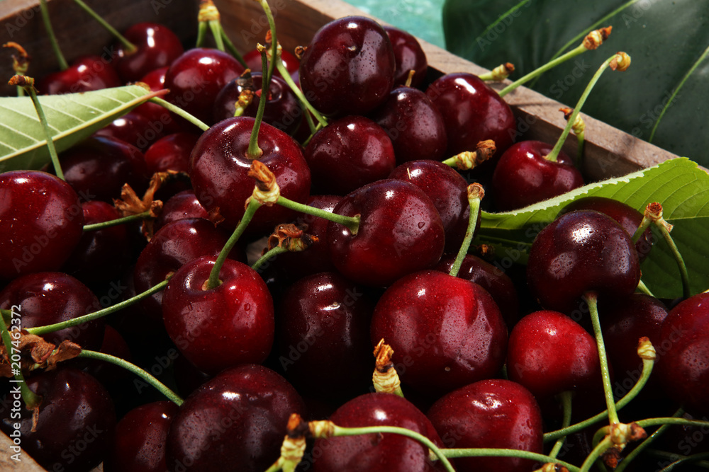 Cherry. Red fresh bunch of cherries on the table Cherry. Red fresh bunch of cherries on the table