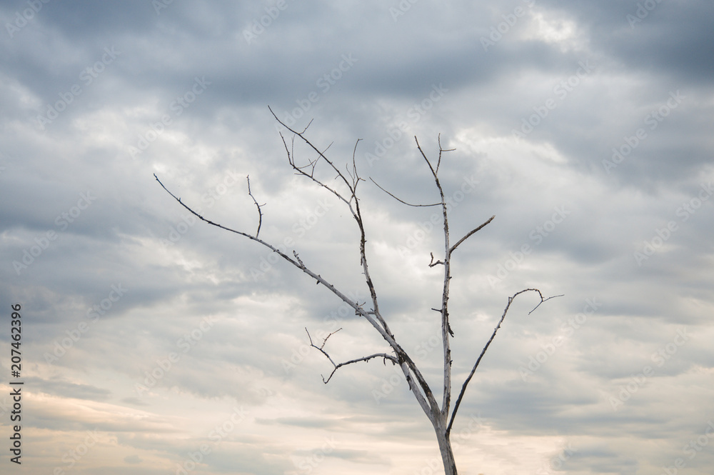 tree branches grow to the sky tree branches grow to the sky