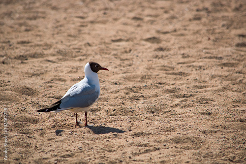 Larus standing on the beach