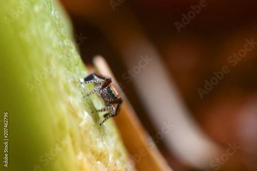 Small Jumping Spider close up - Saitis barbipes