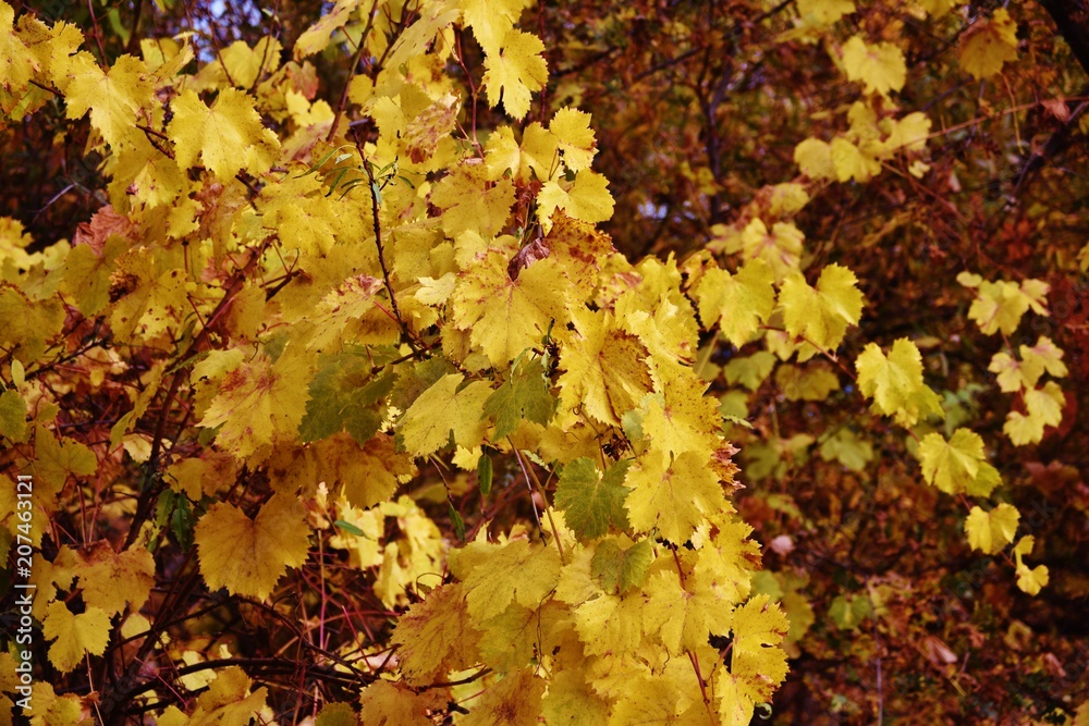 Yellow Autumn Leaves 982017