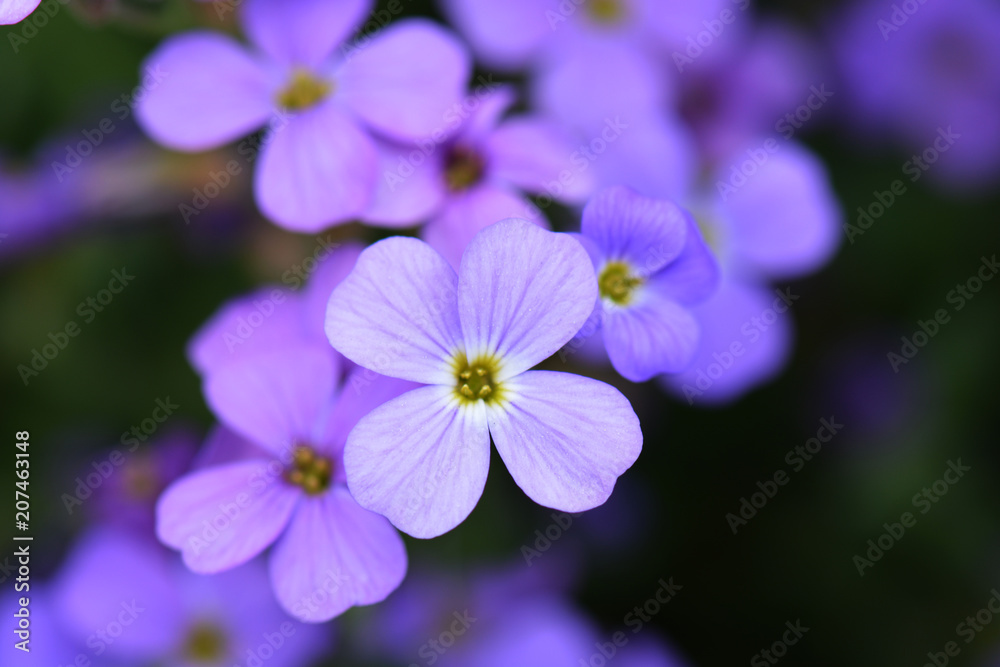 Flowering violet blue flower. Flower blue background. Selective focus Flowering violet blue flower. Flower blue background. Selective focus