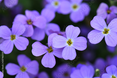 Flowering violet blue flower. Flower blue background. Selective focus © Кристина Тримайлова