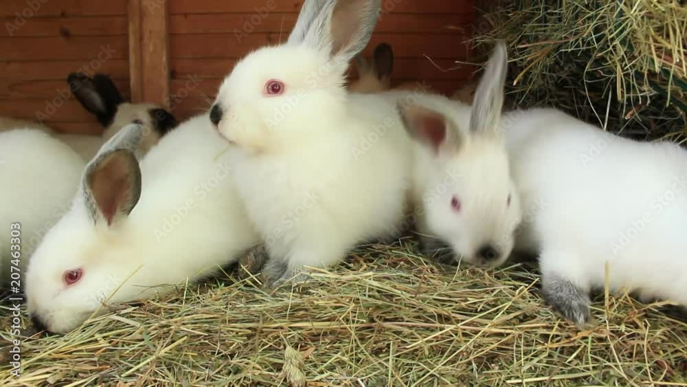 A group of young rabbits in the hutch A group of young rabbits in the hutch