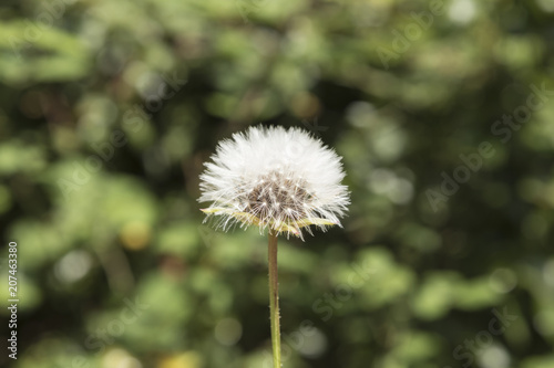 close-up of a dandelion on a green background