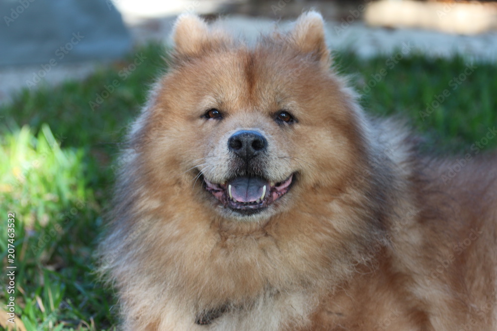 Portrait of a Chow Chow Dog / Chinese Dog Breed
