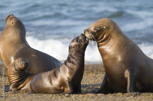 Mother and baby sea lion, Patagonia