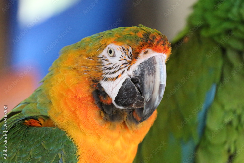 Fototapeta premium Portrait of an Adorable Green and Gold Macaw Bird 