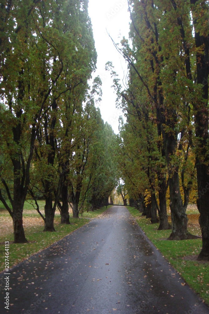 Naklejka premium Path in a park