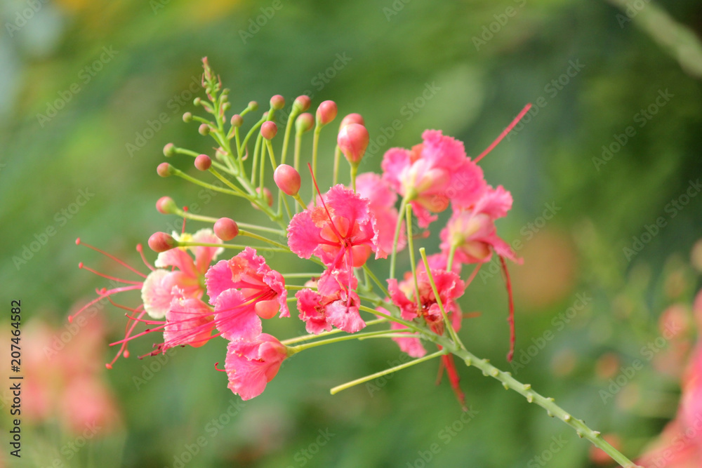 pink flam boyant flower blossom in summer pink flam boyant flower blossom in summer