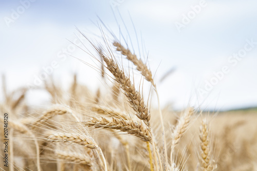 Wheat field. Golden wheat close up. Beautiful Nature Sunset Landscape. Rural Scenery under Shining Sunlight. Background of ripening ears of wheat field. Rich harvest Concept. Cereal. Farm. Country