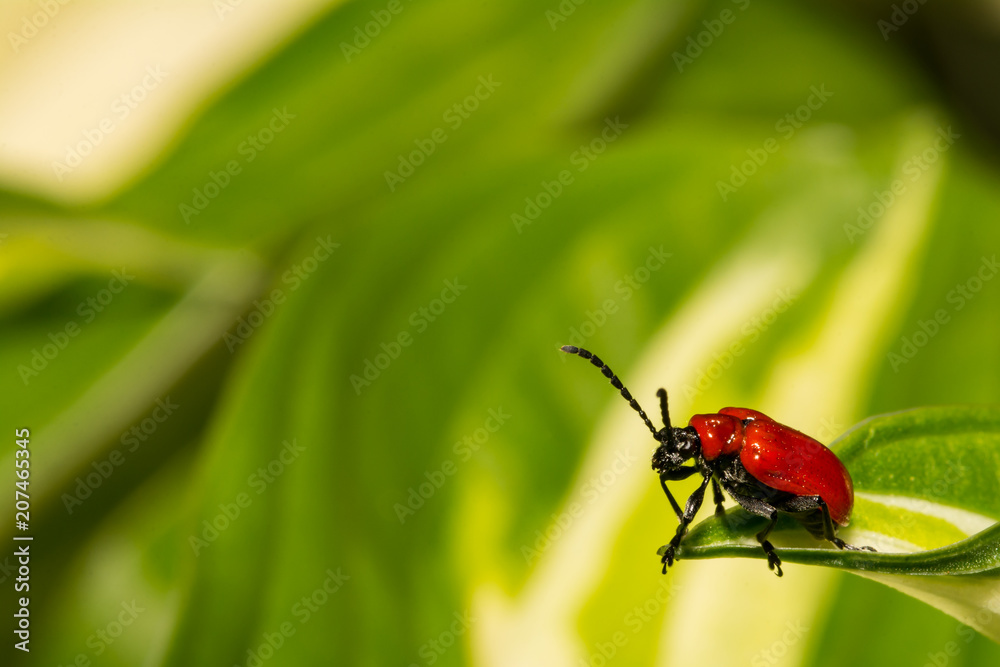 Naklejka premium Lily Leaf Beetle (Lilioceris lilii)