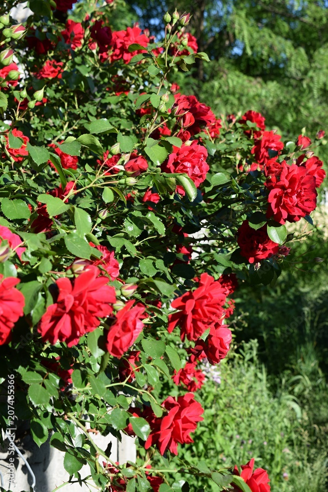 Bush of roses