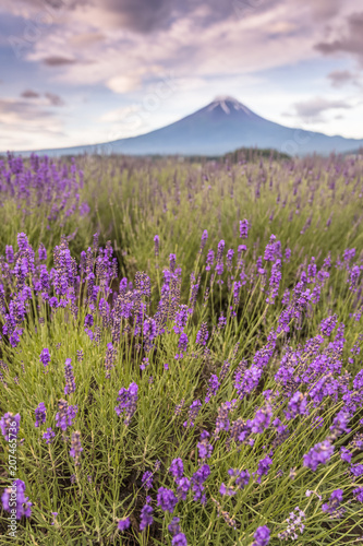 View of Mountain Fuji and lavender fields in summer season at Lake kawaguchiko