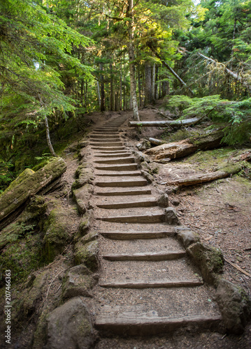 Stairs Cut Through Oregon Forest