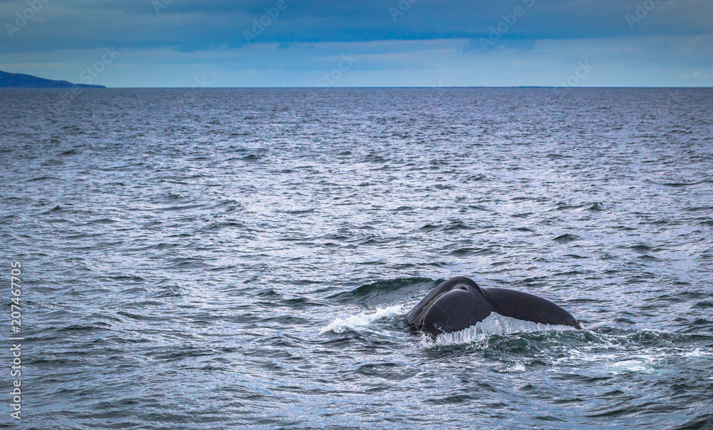 Husavik - May 07, 2018: Humpback whale in a whale-watching tour in Husavik, Iceland Husavik - May 07, 2018: Humpback whale in a whale-watching tour in Husavik, Iceland