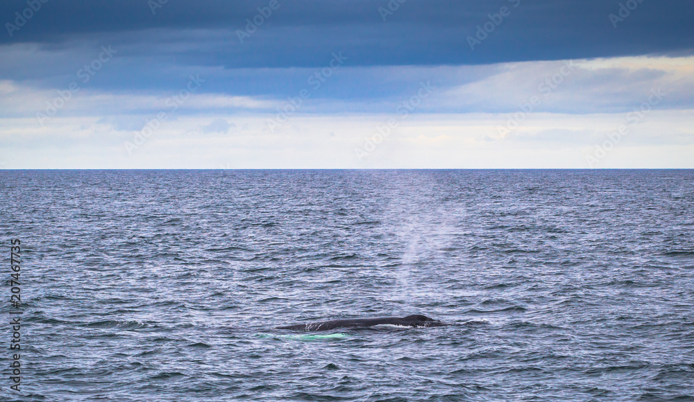 Husavik - May 07, 2018: Humpback whale in a whale-watching tour in Husavik, Iceland Husavik - May 07, 2018: Humpback whale in a whale-watching tour in Husavik, Iceland