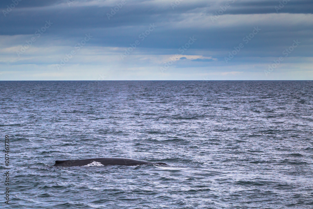 Husavik - May 07, 2018: Humpback whale in a whale-watching tour in Husavik, Iceland Husavik - May 07, 2018: Humpback whale in a whale-watching tour in Husavik, Iceland