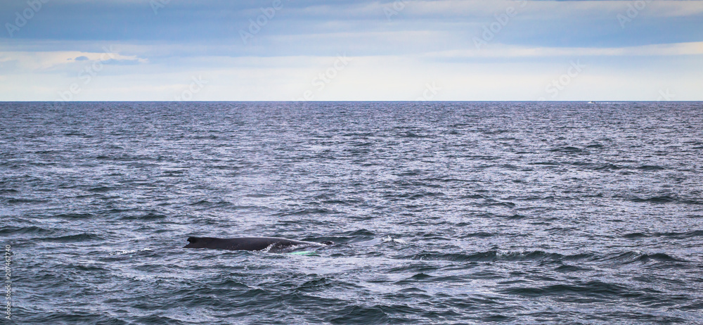 Husavik - May 07, 2018: Humpback whale in a whale-watching tour in Husavik, Iceland Husavik - May 07, 2018: Humpback whale in a whale-watching tour in Husavik, Iceland