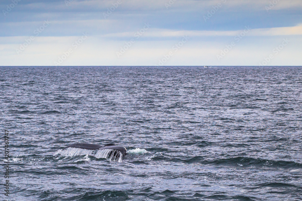 Obraz premium Husavik - May 07, 2018: Humpback whale in a whale-watching tour in Husavik, Iceland