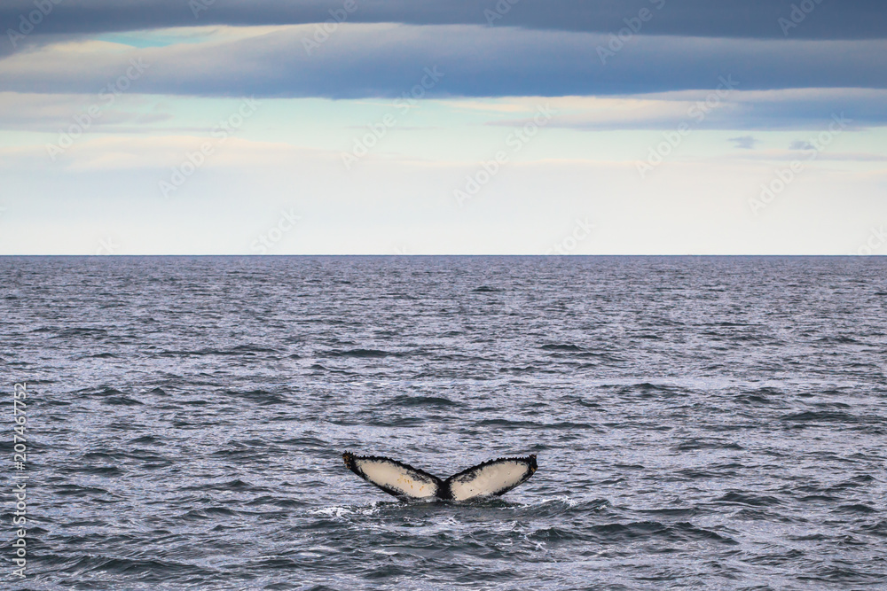 Fototapeta premium Husavik - May 07, 2018: Humpback whale in a whale-watching tour in Husavik, Iceland