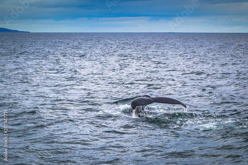 Husavik - May 07  2018  Humpback whale in a whale-watching tour in Husavik  Iceland