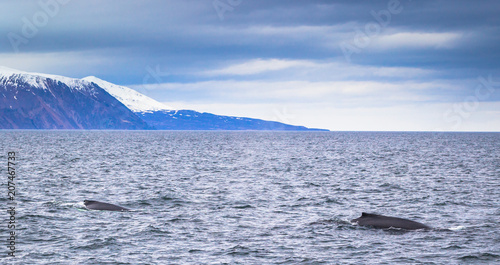 Husavik - May 07, 2018: Humpback whale in a whale-watching tour in Husavik, Iceland