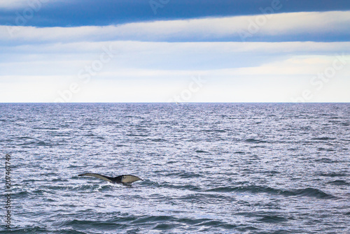 Husavik - May 07, 2018: Humpback whale in a whale-watching tour in Husavik, Iceland