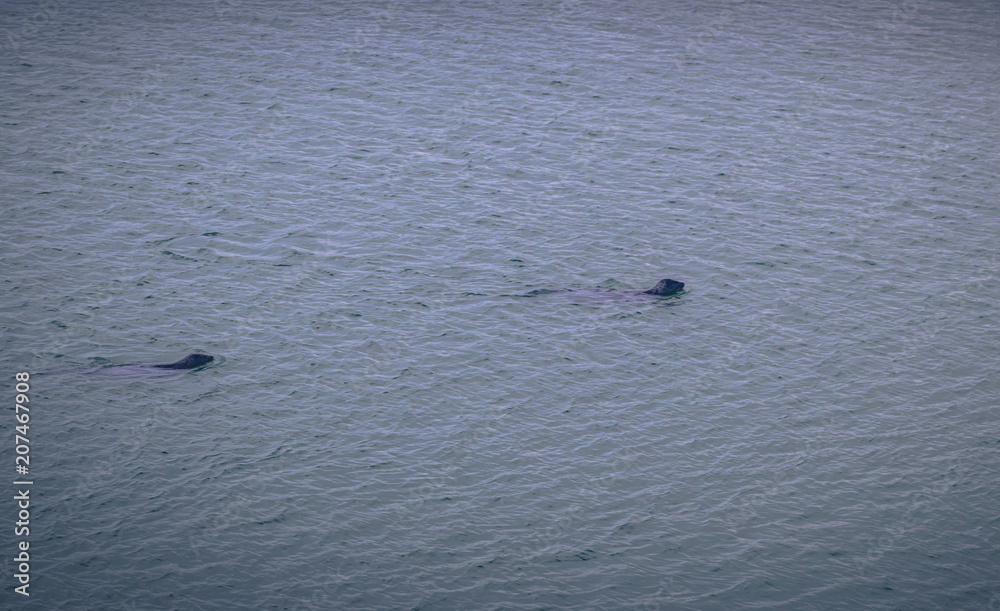 Jokulsarlon - May 05, 2018: Seals in the Iceberg lagoon of Jokulsarlon, Iceland