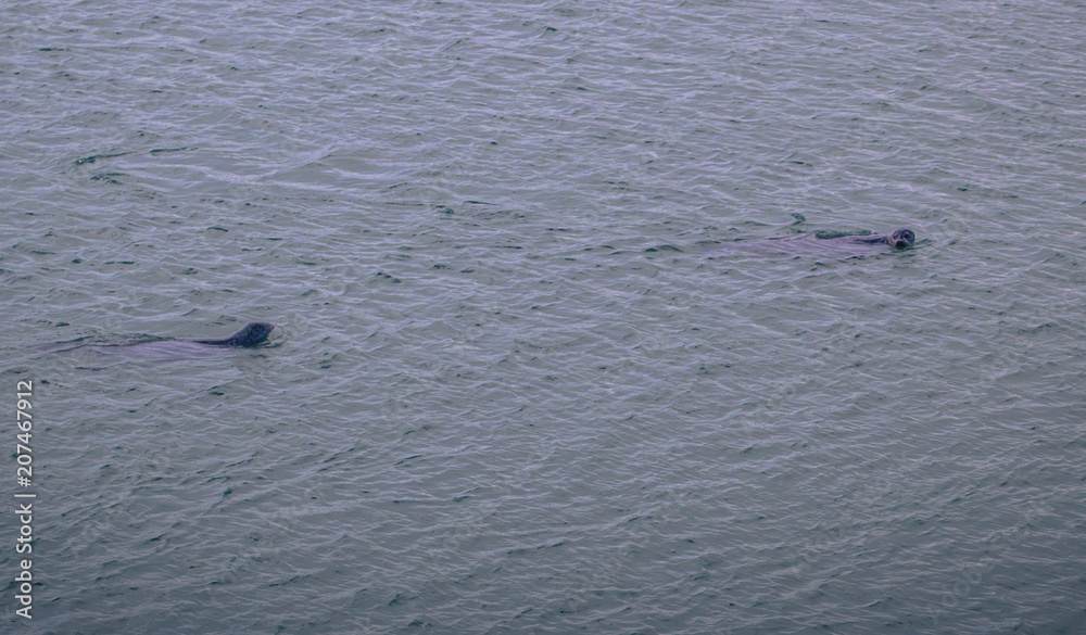 Jokulsarlon - May 05, 2018: Seals in the Iceberg lagoon of Jokulsarlon, Iceland Jokulsarlon - May 05, 2018: Seals in the Iceberg lagoon of Jokulsarlon, Iceland