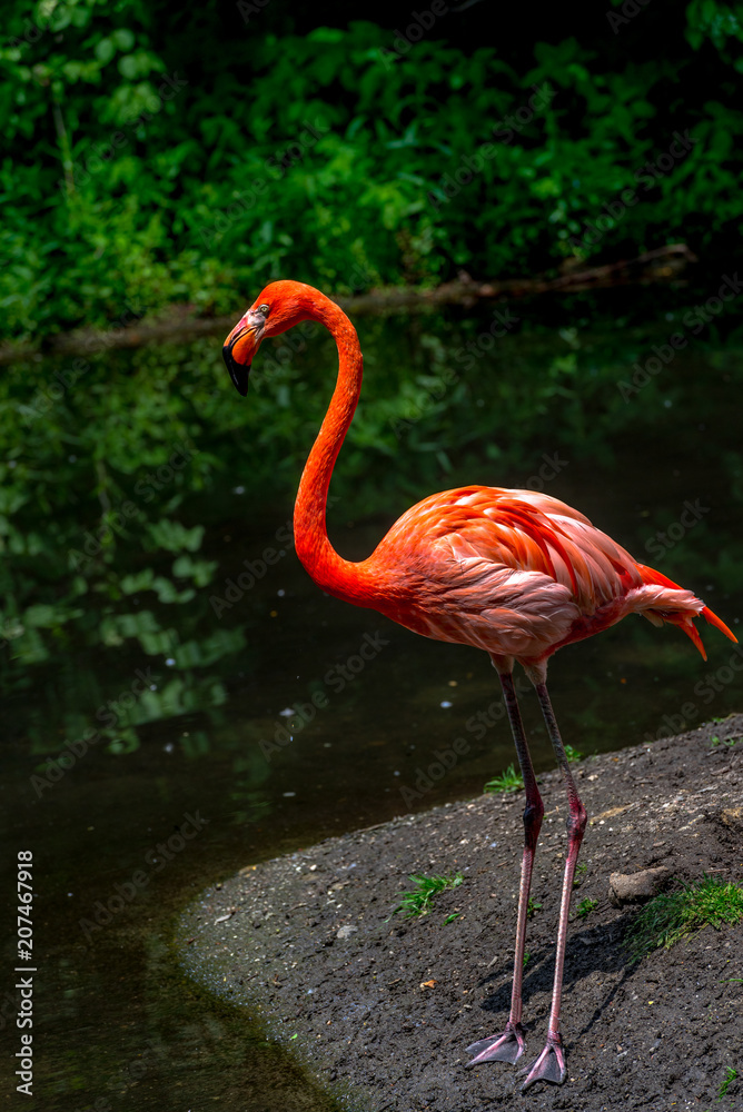 Deep Orange and White Plumage on an Isolated Pink Flamingo at the Water's Edge