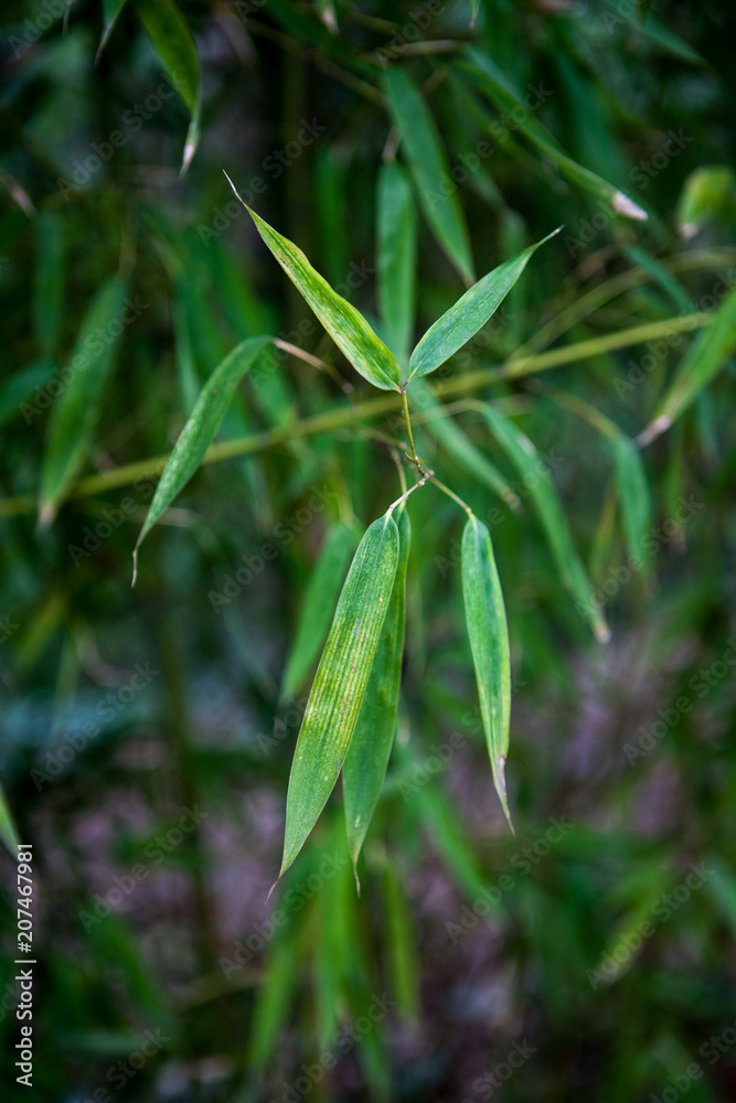 Bamboo. Green bamboo forest. Bamboo stick. bamboo background Bamboo. Green bamboo forest. Bamboo stick. bamboo background