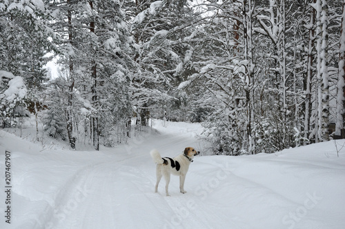 White dog on the snowy road in winter forest