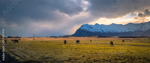 Icelandic wilderness - May 05  2018  Icelandic horses in the wilderness of Iceland