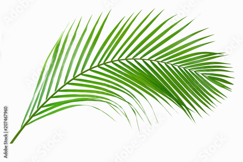Fototapeta Naklejka Na Ścianę i Meble -  Greeb leaves palm isolated on white background.
