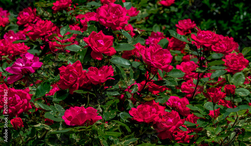 Deep Red Petals on a Large Rose Bush