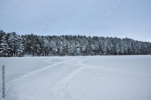 Footsteps tracks on snowed frozen lake against pine forest. © buharina