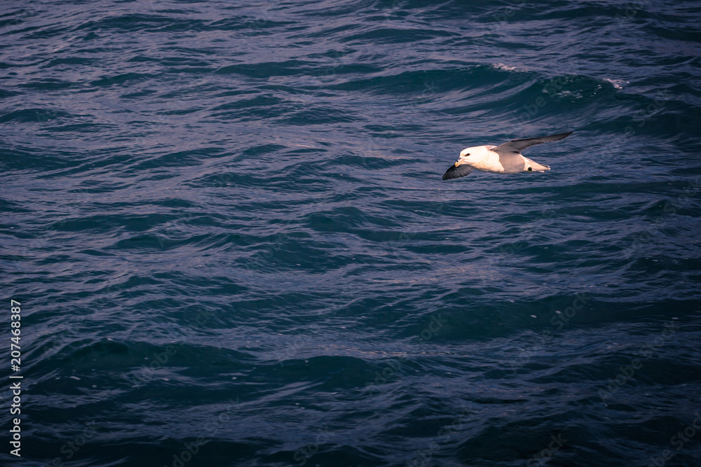 Naklejka premium Husavik - May 07, 2018: Seagull flying over Husavik, Iceland
