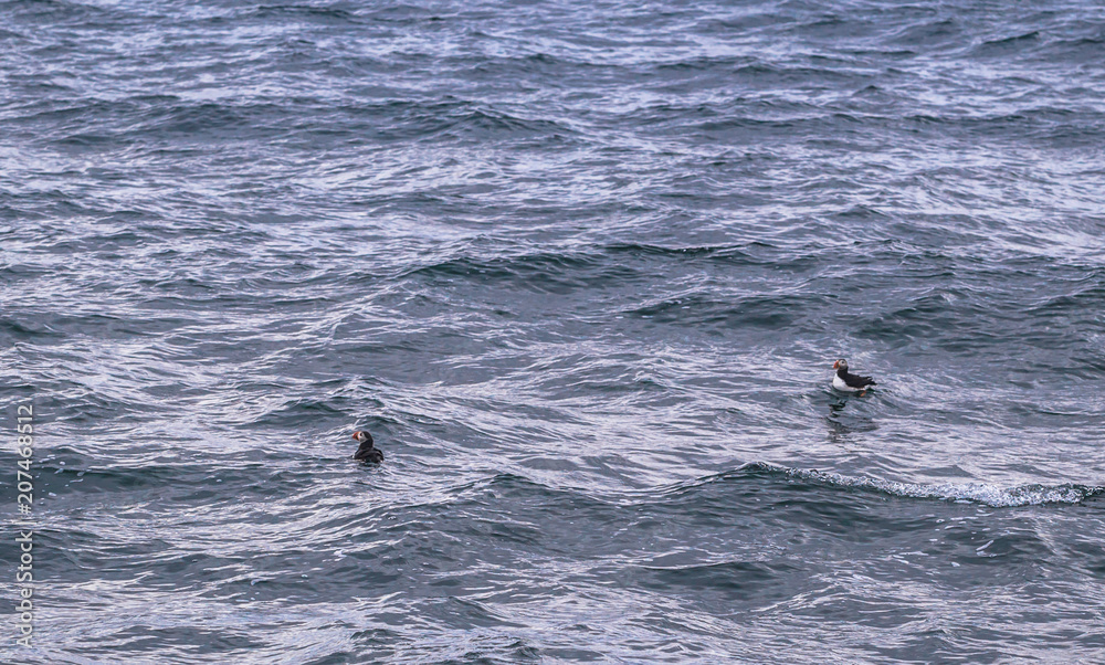 Fototapeta premium Husavik - May 07, 2018: Humpback whale in a whale-watching tour in Husavik, Iceland
