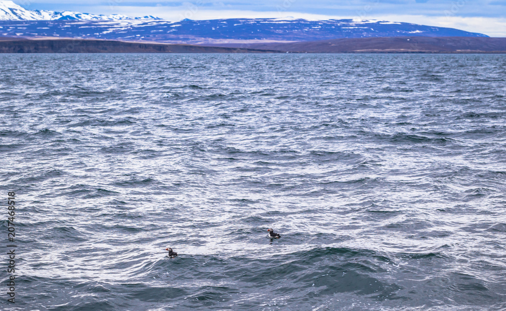 Obraz premium Husavik - May 07, 2018: Humpback whale in a whale-watching tour in Husavik, Iceland