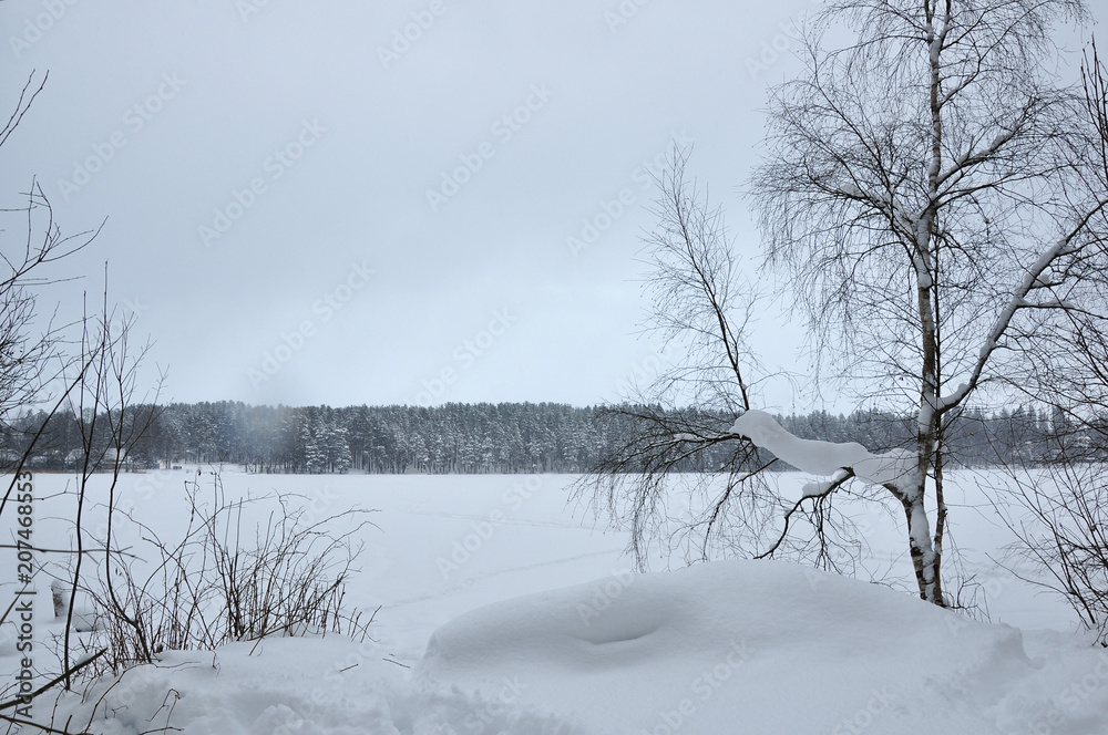 Winter landscape, snow covered birch near the frozen lake.